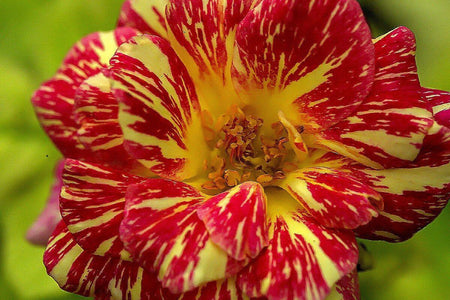 Are you looking for beautiful  wedding flowers?