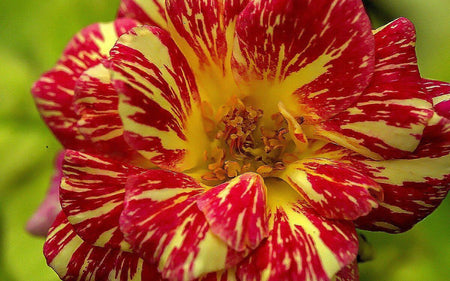 Are you looking for beautiful  wedding flowers?