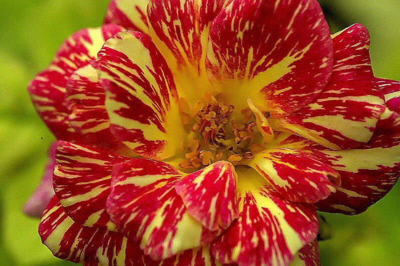 Are you looking for beautiful  wedding flowers?